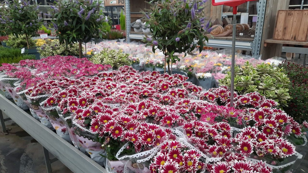 super star blanche et bordeau